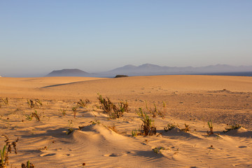 Fototapeta na wymiar Slope hill sand on yellow dunes on blue sky background. Sunrise, morning. Sustainable ecosystem. Canary island, Fuerteventura