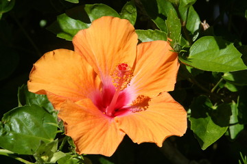 Hibiscus in Hawaii. Island flowers bloom year around.