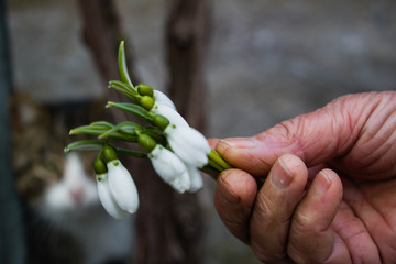  Hand holding snowdrops