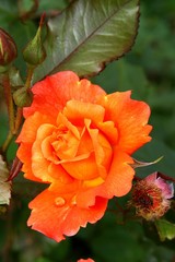 Roses of the world. Orange rose from Helsinki, Finland.