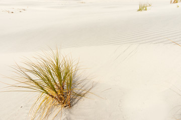 Stunning Mangawhai Heads sand dune sedge plant