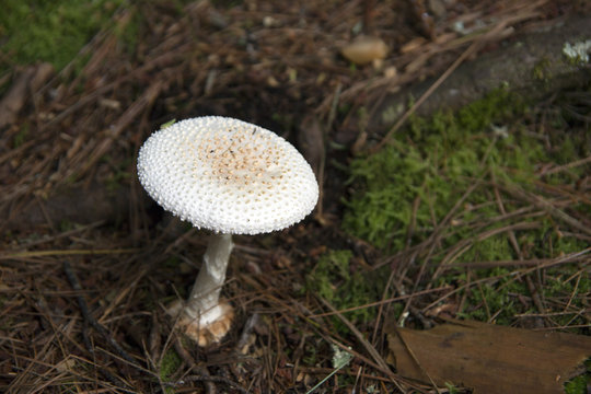 Wild white mushroom found in Highlands, North Carolina.