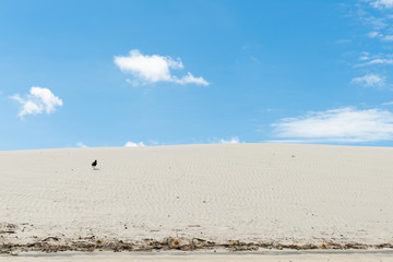 Fototapeta na wymiar Stunning Mangawhai Heads sand dunes with black oyster-catcher bird running up slope