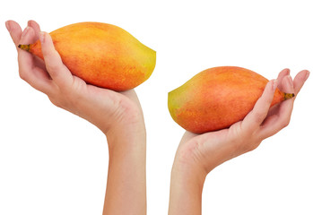 Mango in hand. White background. fruit mango