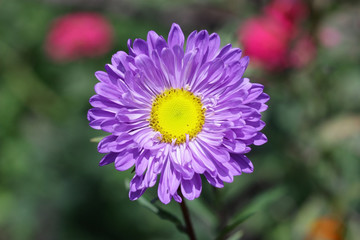 Aster lilac with the yellow center close up horizontally on a green background. Macro.  Family Asteraceae