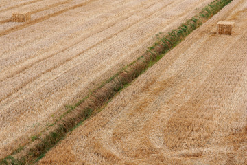 wheat © benedetta