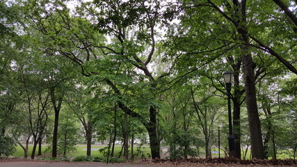 trees in the park