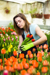 Woman gardener florist holding a bouquet of flowers, standing in a greenhouse, where the tulips cultivate,Smiling gardener holding tulips with bulbs,Springtime, lots of tulips,flowers concept