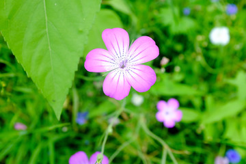Wiesenblumen im Sommer