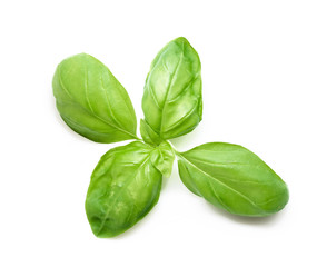 Basil leaves spice isolated on white background.