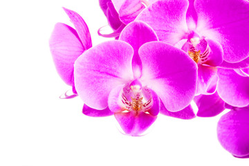 Orchid isolated on white background. Abundant flowering of magenta phalaenopsis orchid. Spa background. Selective focus
