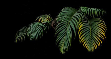 Groene en gele palmbladeren, tropische plant groeit in het wild op zwarte achtergrond.