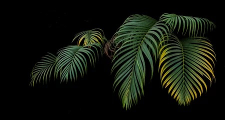Zelfklevend Fotobehang Palmboom Groene en gele palmbladeren, tropische plant groeit in het wild op zwarte achtergrond.