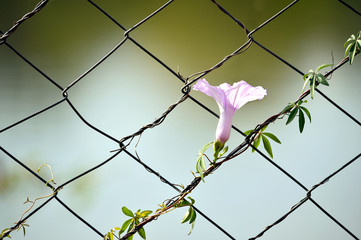 Search Photos Chain Link Fence