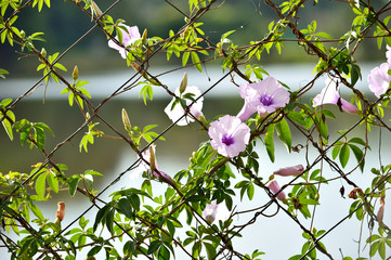 Flowers growing on a chain link fence