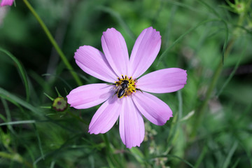 Fototapeta premium Bee on the Flower Cosmos of gently lilac color on a green vegetable background it is horizontal. Close up. Macro. Family asteraceae