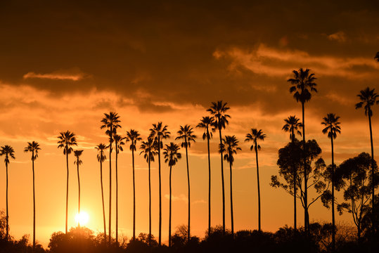Palm trees against beautiful sunset in Los Angeles, California