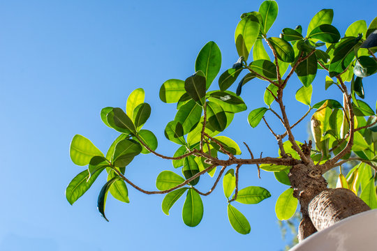 En fikus ute i solskenet p&aring; altanen en varm sommardag