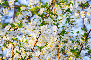 Many white cherry blossoms on blue sky.