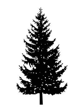 Silhouette of pine tree. Can be used as poster, badge, emblem, banner, sign, decor...