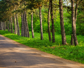Fototapeta na wymiar pine trees along the road in the park