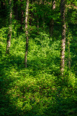 tree trunks overgrown with wild grapes