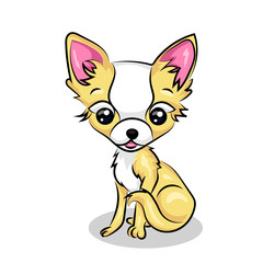 chihuahua small cute dog with big eyes