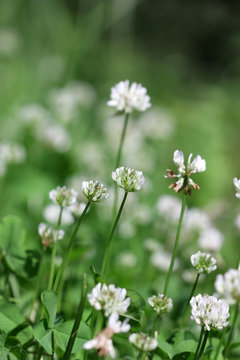 Lawn with the blossoming white Clover in sunny day. Close up. Macro. Vegetable background vertically. Fabaceae Family. Trifolium pratense.