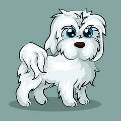 cute white maltese dog fluffy funny isolated