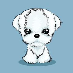 cute white maltese dog fluffy funny isolated