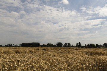 Campo di Grano