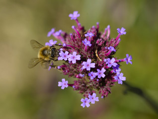 Honey Bee, Bee