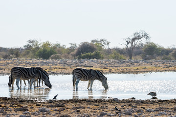 Fototapeta na wymiar Burchell`s zebras drinking at waterhole in Etosha national park