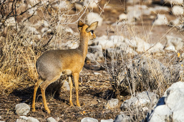 A female kirk's dik-dik antelope, smallest in the world, standing in the bush. Etosha National Park in Nambia, Africa