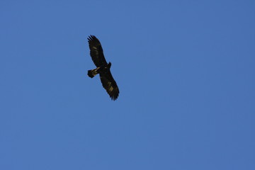 Buse en plein vol.