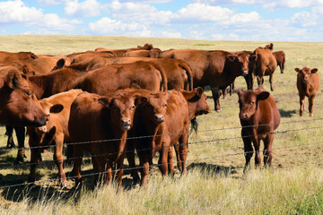 Beef cattle in pasture in ND