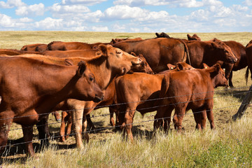 Beef cattle in pasture in ND