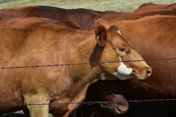 Beef cattle in pasture in ND