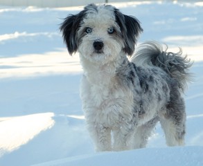 dog puppy pet animal cute snow