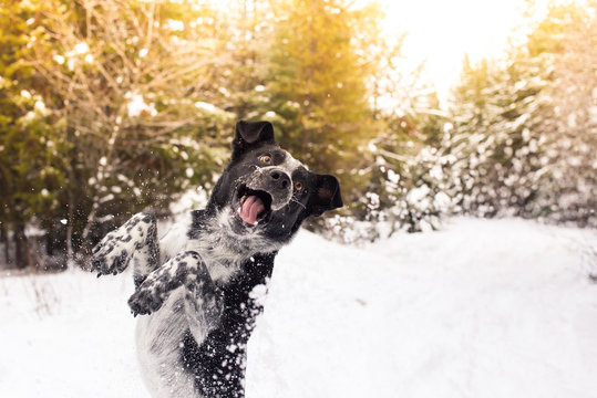 Dog on hind legs, playing in snowy landscape 