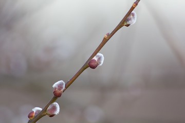 Spring flowering twigs cats.