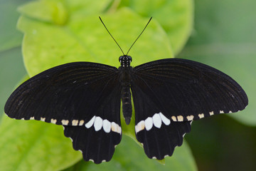 Black butterfly