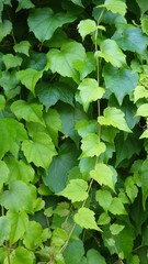 leaf leaves plant ivy garden green