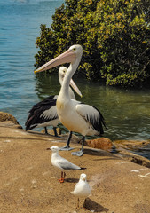 Pelicans
