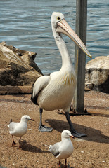 Pelicans