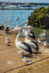 Pelicans