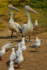 Pelicans