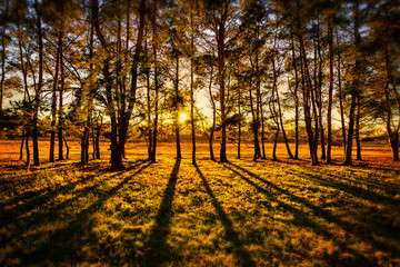 Naklejka premium Abendsonne im Wald