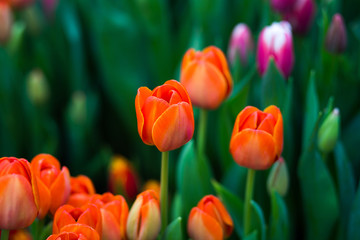 a lot of beautiful multicolored tulips growing on a field, in the garden, in the greenhouse,red,yellow,violet,orange,pink tulups,Springtime, lots of tulips,flowers concept