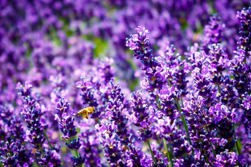Bienen im Lavendel